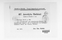Ascochyta chelidoniicola image